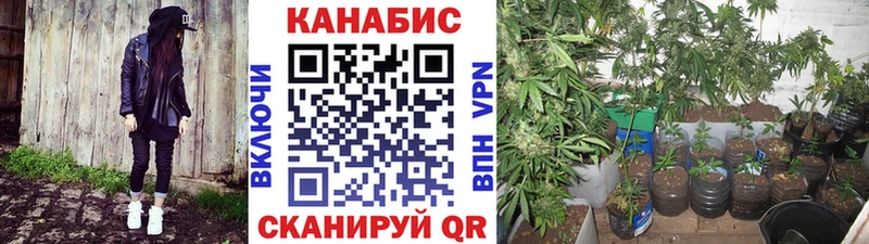 Бошки марихуана ГИДРОПОН  Купить где  Иннополис 